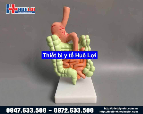 Mô hình hệ tiêu hóa cơ thể người 3D