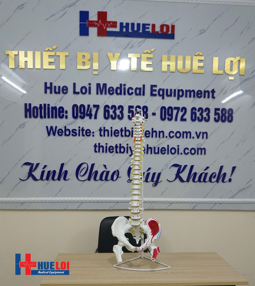 Mô hình xương cột sống , khung chậu 83cm