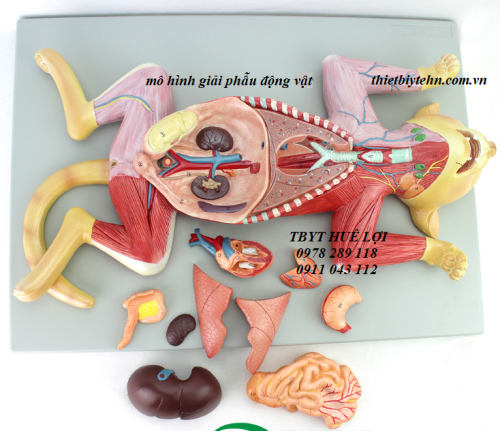 Mô hình giải phẫu động vật ( giải phẫu mèo)