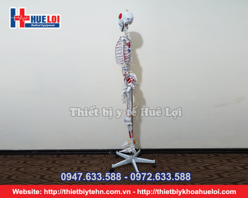 Mô hình xương người cao 170cm có rễ thần kinh và dây chằng quanh khớp