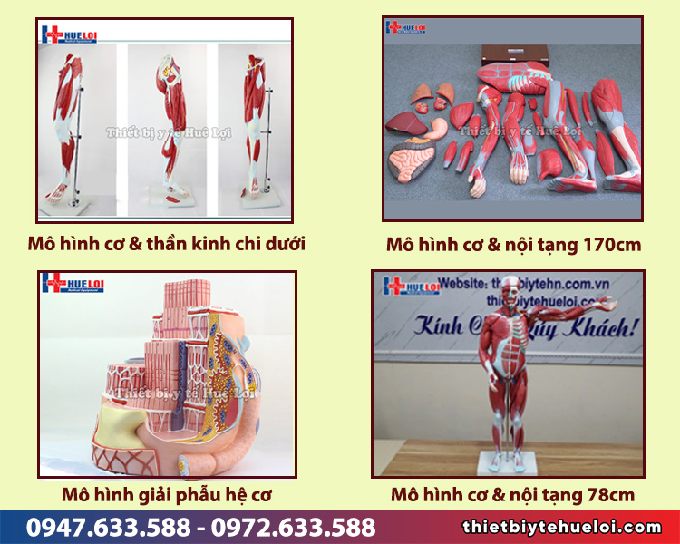 các mô hình hệ cơ tại huê lợi