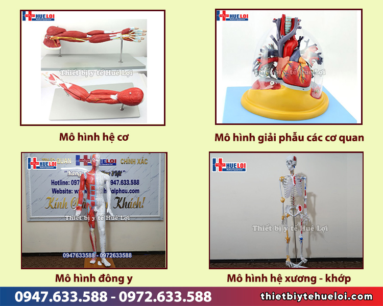 mô hình giải phẫu chất lượng