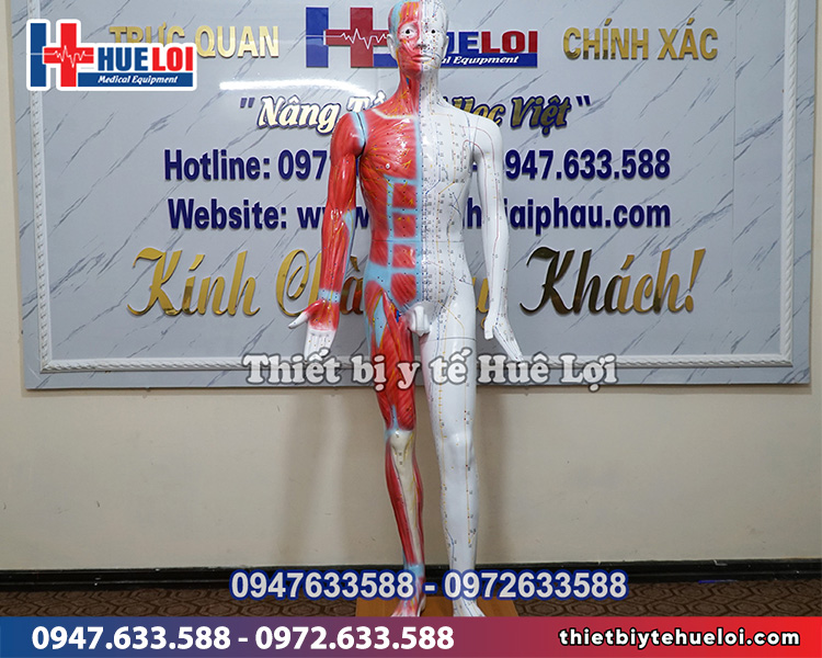 mô hình huyệt vị