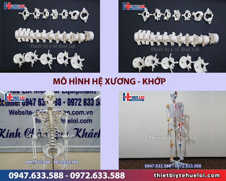 mô hình giảng dạy xương khớp