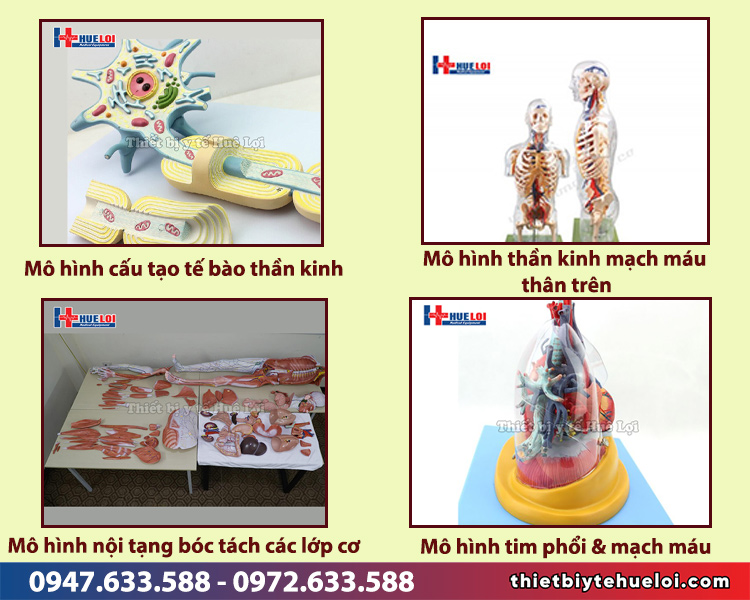 mô hình giải phẫu các cơ quan