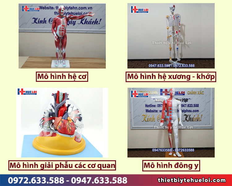 mô hình giải phẫu chất lượng