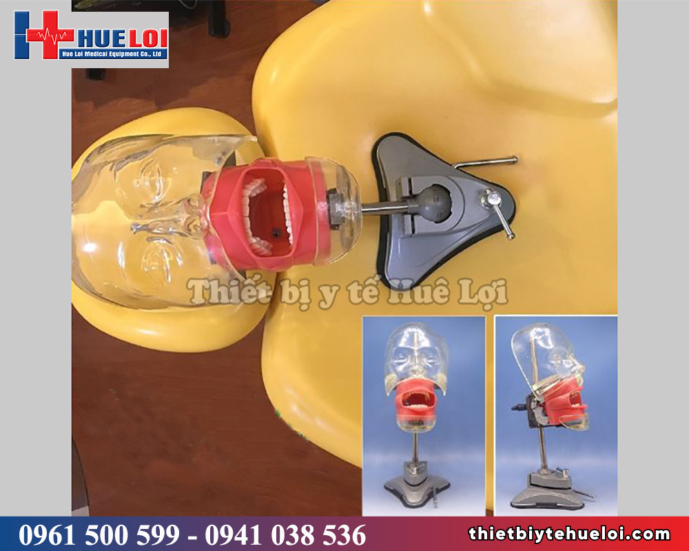 Mô hình thực hành khám răng