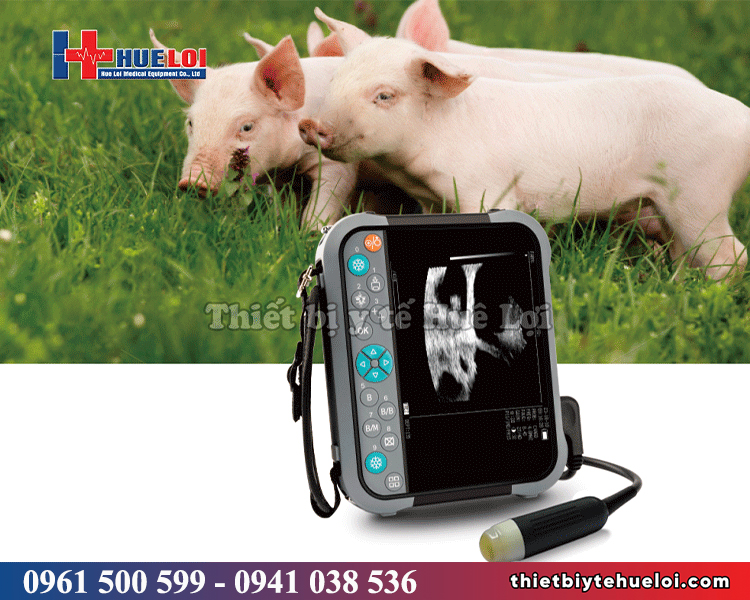 máy siêu âm heo di động